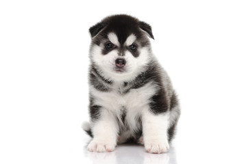 Cute siberian husky puppy sitting on white background