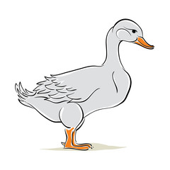 Duck vector illustration.