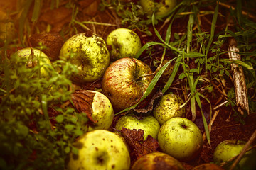 close up of some windfalls apples laying in the dirt