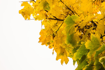 foglie gialle in autunno