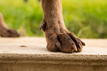 Dog leg - weimaraner