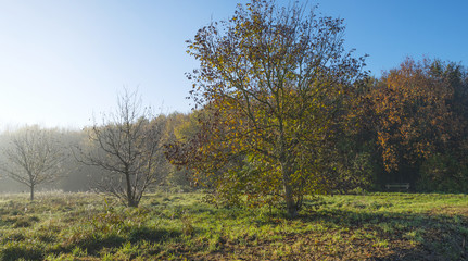 Obraz premium Sunrise through a hazy forest in autumn
