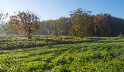 Obraz premium Sunrise through a hazy forest in autumn