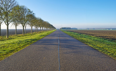 Trees along a road in autumn at sunrise