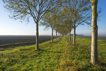 Row of trees along a field in sunlight at fall