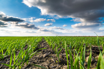Close-up shot of green wheat field just sprung at autumn