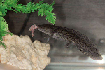 axolotl eats meat