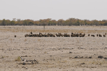 Geier, Aasfresser, Okaukuejo, Etosha Nationalpark, Namibia, Afri