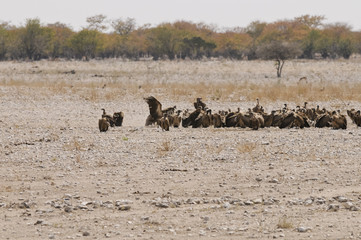 Fototapeta na wymiar Geier, Aasfresser, Okaukuejo, Etosha Nationalpark, Namibia, Afri