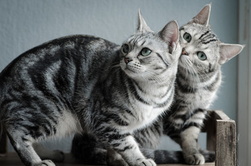 Two cats sitting on old wood shelf