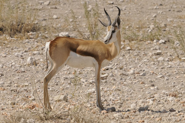 Springbock, Okaukuejo, Etosha Nationalpark, Namibia, Afrika
