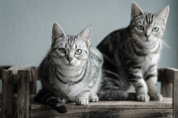 Obraz premium Two cats sitting on old wood shelf