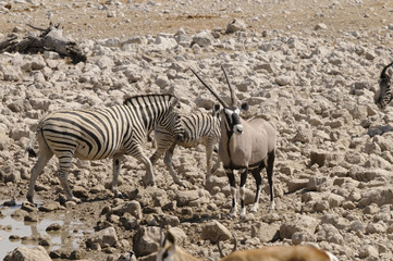 Fototapeta na wymiar Wasserloch, Okaukuejo, Etosha Nationalpark, Namibia, Afrika