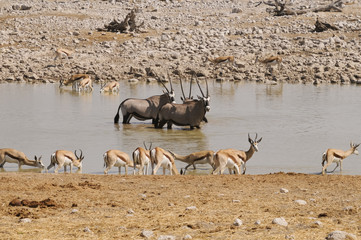 Wasserloch, Okaukuejo, Etosha Nationalpark, Namibia, Afrika