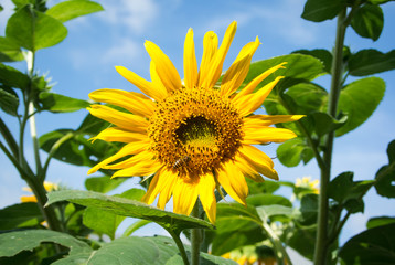 Bee in sun flower