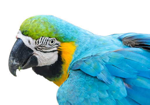 colorful parrot isolated