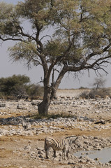 Fototapeta na wymiar Zebra, Okaukuejo, Etosha Nationalpark, Namibia, Afrika