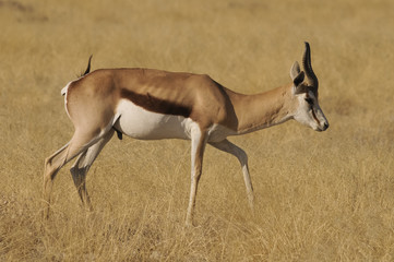 Springbock, Okaukuejo, Etosha Nationalpark, Namibia, Afrika