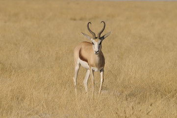 Springbock, Okaukuejo, Etosha Nationalpark, Namibia, Afrika