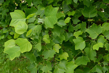 Liriodendron tulip (tulip tree) (Liriodendron tulipifera L.), a