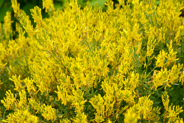 The blossoming genista tinctorial (a genista blood-thirsty) (Gen