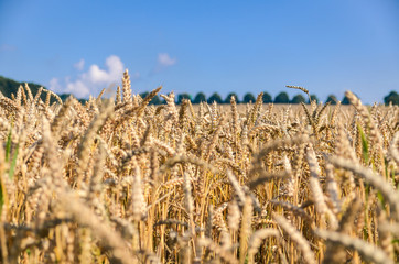 Kornfeld