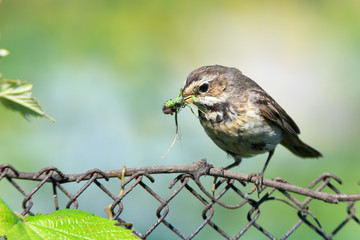 Luscinia svecica, Bluethroat.