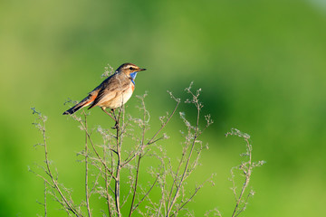 Luscinia svecica, Bluethroat.