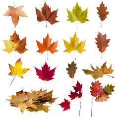 collection of leaves