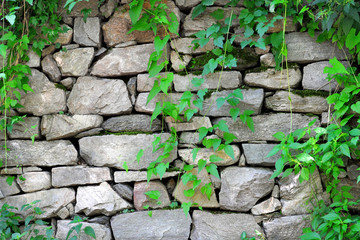 stone wall with ivy growing on it