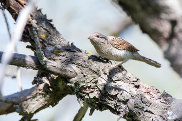Jynx torquilla, Eurasian Wryneck.
