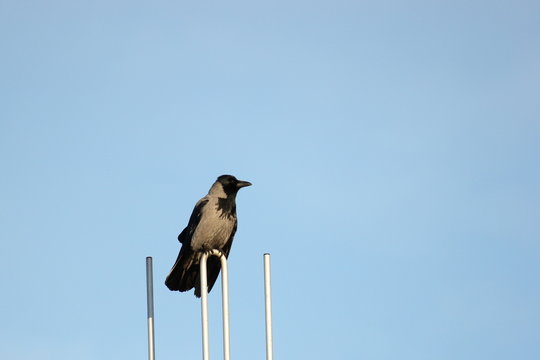 Hooded crow (Corvus cornix) sitting on an aerial in front of blue sky
