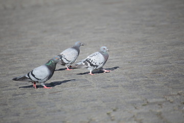 Three city doves (Columba livia domestica), walking on the marketplace of Greifswald, Mecklenburg-Vorpommern, Germany