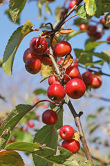 Malus, pommier d'ornement