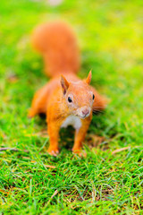 Red squirell on the grass
