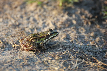 Green frog (Pelophylax esculentus) sitting on the ground in evening sunlight