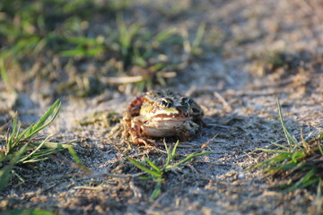 Green frog (Pelophylax esculentus) sitting on the ground in evening sunlight
