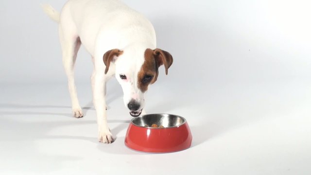 Hund beim Fressen