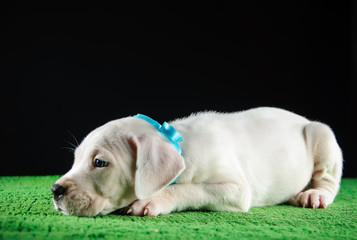 Dogo Argentino puppy