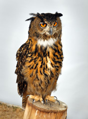 an owl sitting on a column