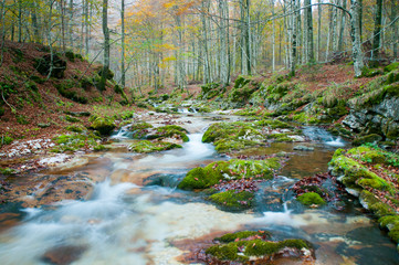 Torrente