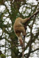 Barbary Macaque - Macaca sylvanus