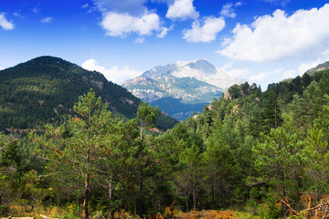 Fototapeta na wymiar pine forest at mountains
