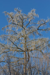 Obraz premium Tree in winter