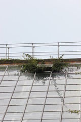 Plants growing through the roof of a greenhouse