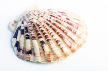 Marine sea shell in a studio setting against a white background