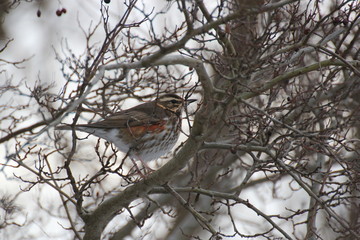 Fieldfare (Turdus pilaris) in winter sitting in a bald bush