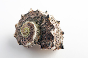 Marine sea shell in a studio setting against a white background