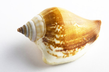Marine sea shell in a studio setting against a white background