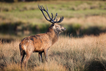 cerf souille